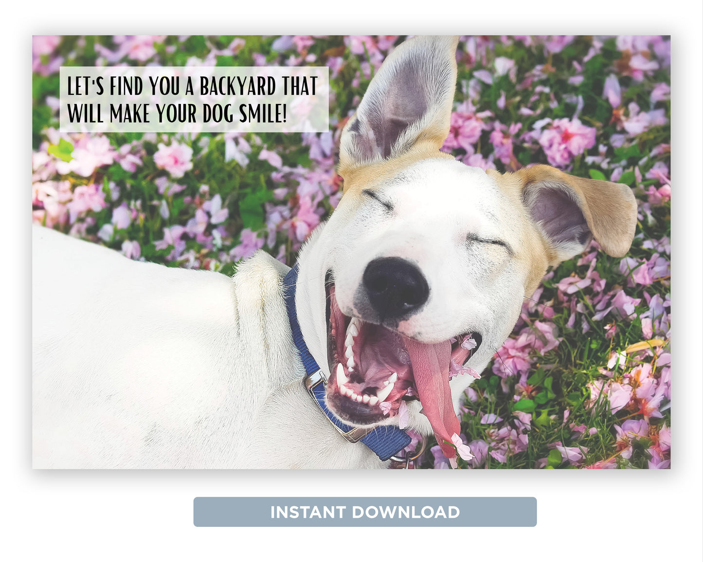 Let's Find You A Backyard Your Dog Will Smile About| Funny Real Estate Postcard Download